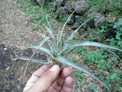 Tillandsia prodigiosa