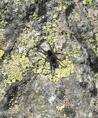 Pardosa labradorensis