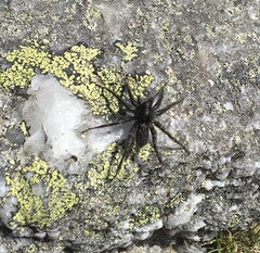 Pardosa labradorensis