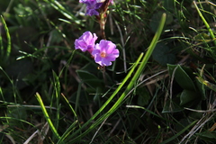 Primula glaucescens