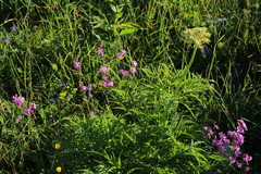 Molopospermum peloponnesiacum