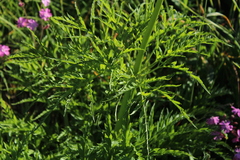 Molopospermum peloponnesiacum