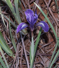 Iris macrosiphon