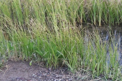 Bolboschoenus maritimus paludosus