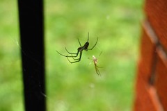 Leucauge venusta
