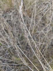 Agropyron fragile