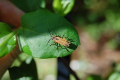 Chauliognathus marginatus