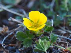 Potentilla hyparctica