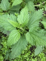 Urtica dioica