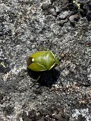 Chlorochroa juniperina
