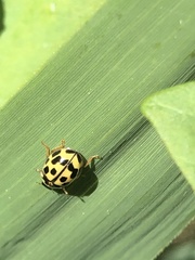 Propylea quatuordecimpunctata