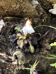 Shortia rotundifolia