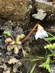 Shortia rotundifolia