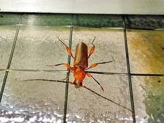 Phymatodes testaceus