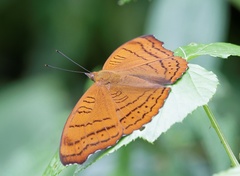 Pseudergolis wedah