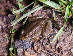 Lithobates clamitans