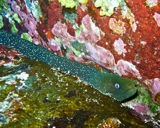 Fine-spotted moray (Fishes of the Galapagos) · iNaturalist