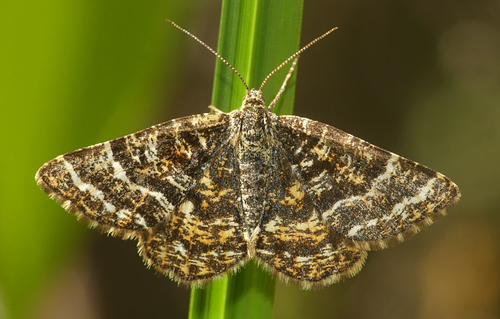 Black-banded Orange Moth