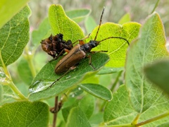Rhagiini