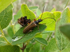 Rhagiini
