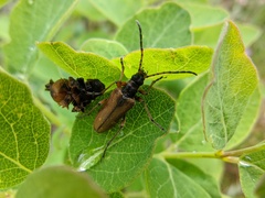 Rhagiini