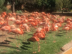 Phoenicopterus