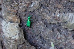 Cicindela sexguttata