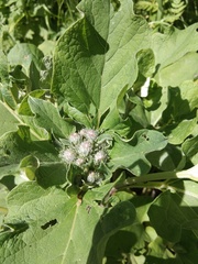 Arctium tomentosum