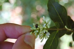 Glyptobaris lecontei