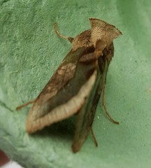 Diachrysia chrysitis