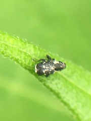 Cylindrocopturus quercus