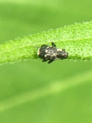 Cylindrocopturus quercus