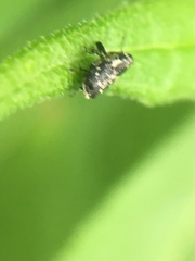 Cylindrocopturus quercus