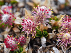 Salix herbacea