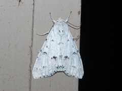 Acronicta vulpina