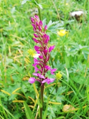 Gymnadenia