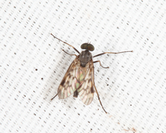 Rhagio punctipennis
