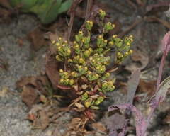 Amblyopappus pusillus