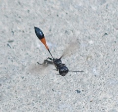 Ammophila