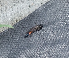 Ammophila