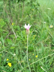 Xeranthemum cylindraceum