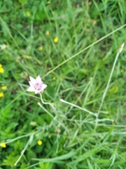 Xeranthemum cylindraceum