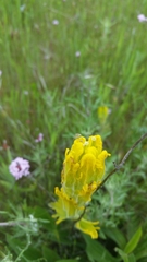 Castilleja levisecta