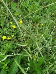 Xeranthemum cylindraceum