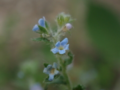 Lappula squarrosa