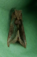 Diachrysia chrysitis