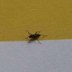 Xylotrechus antilope