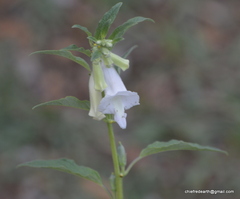 Sesamum indicum