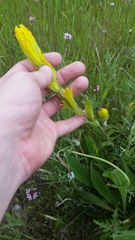 Castilleja levisecta