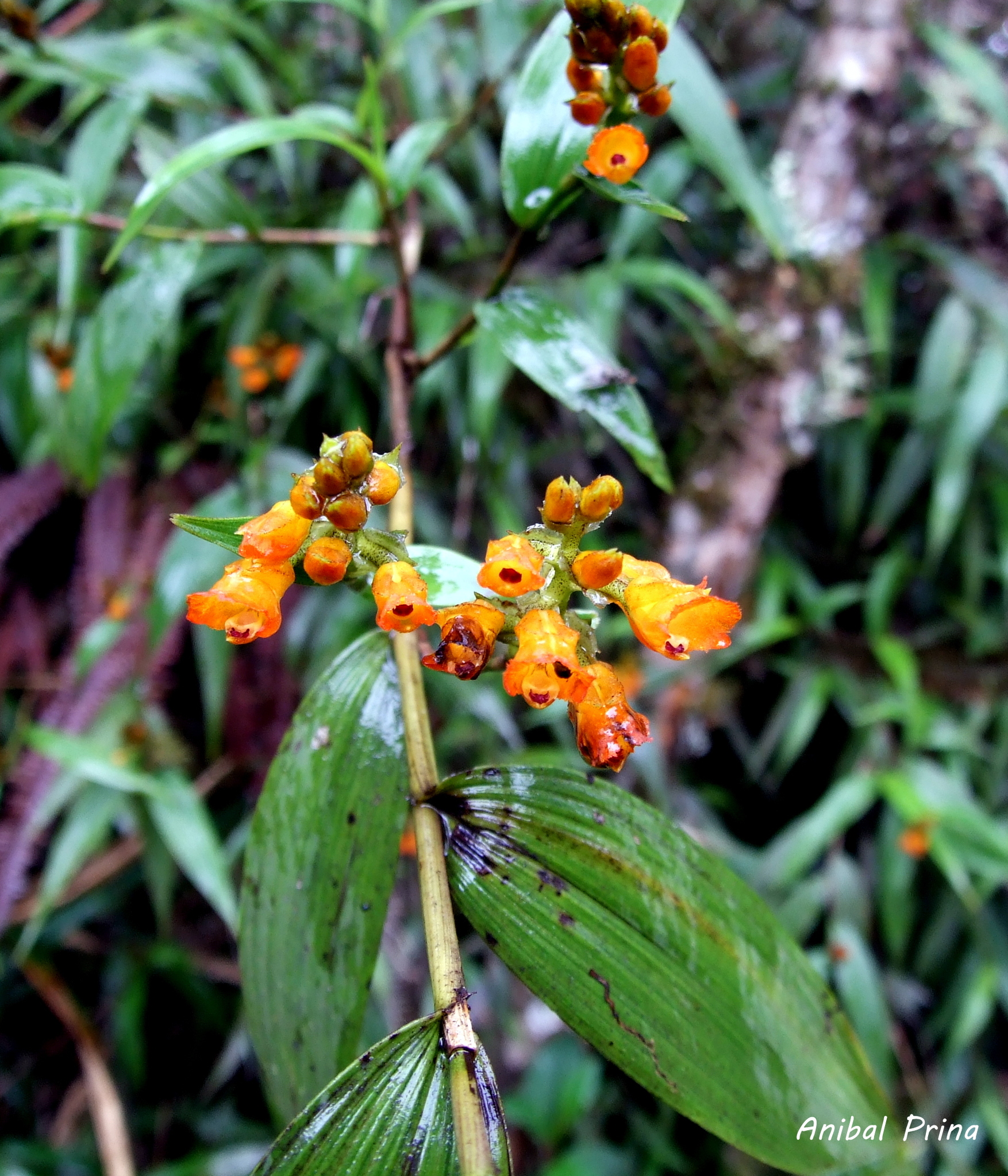 Elleanthus aurantiacus image